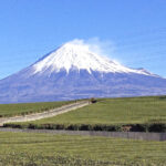 静岡とお茶にまつわる話