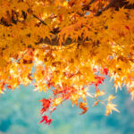 大山紅葉ライトアップを快適に楽しむために